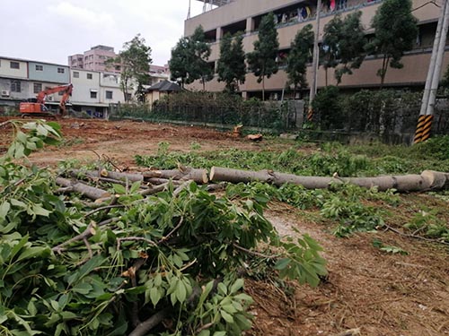 中壢區整地，鋸樹，清運樹木