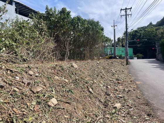 桃園區鋸樹環境整理