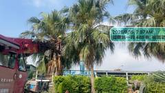 楊梅區喬木修剪環境整理