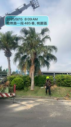 楊梅區喬木修剪環境整理