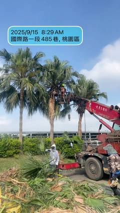 楊梅區喬木修剪環境整理