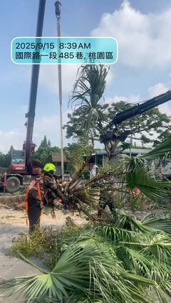 楊梅區喬木修剪環境整理