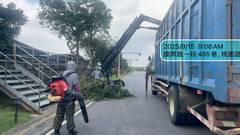 楊梅區喬木修剪環境整理