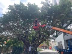 楊梅區喬木修剪環境整理