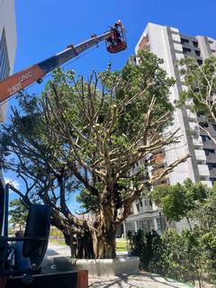 楊梅區喬木修剪環境整理