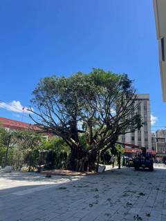 楊梅區喬木修剪環境整理