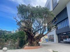 楊梅區喬木修剪環境整理