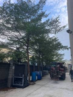 楊梅廠房喬木移除