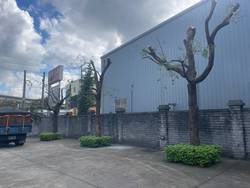 平鎮區樹木修剪