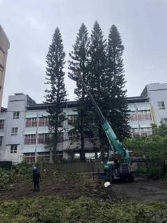 三峽區喬木修剪