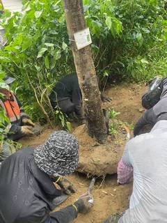 三峽區樹木移植作業