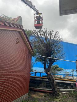 觀音區廠房樹木修剪環境整