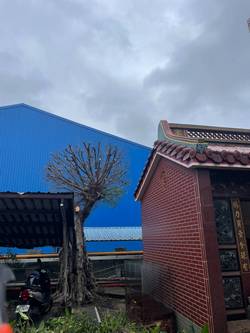 觀音樹木修剪