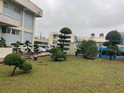 觀音樹木修剪