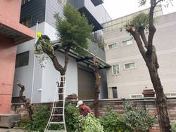 龜山樹木修剪