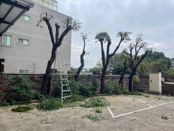 龜山樹木修剪