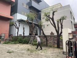 龜山樹木修剪