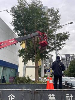 竹北樹木移除