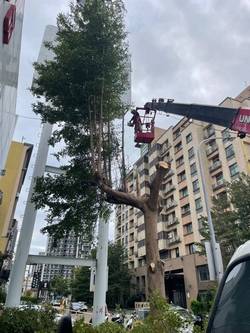 竹北樹木修剪