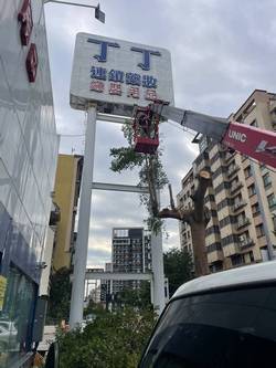 竹北樹木修剪