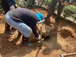 平鎮區挖樹頭