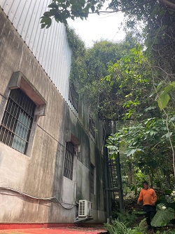 觀音割草鋸樹處理及環境整理