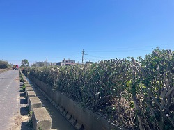 觀音區樹木修剪