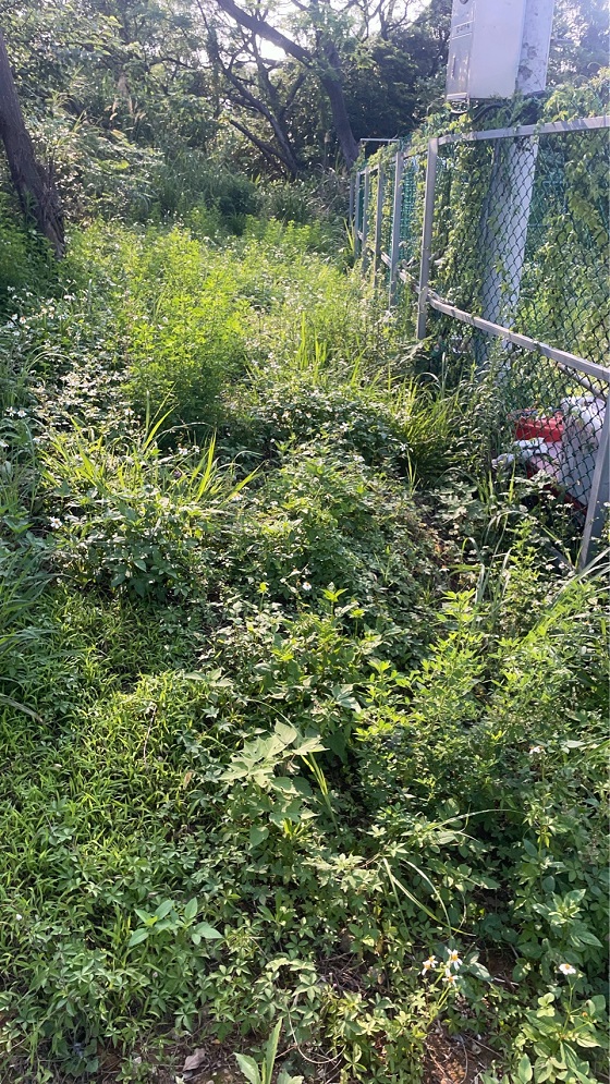 桃園中壢割草