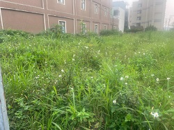 桃園大園割草