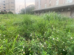 桃園大園割草