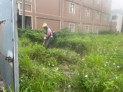 桃園大園割草