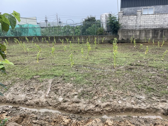 中壢區割草