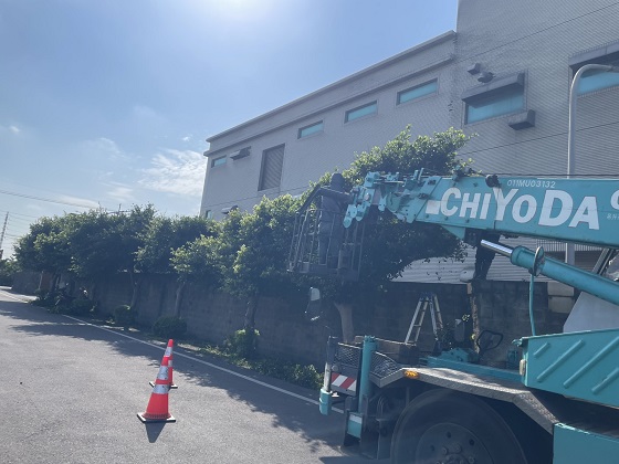 新屋區樹木修剪