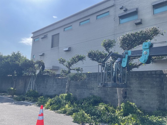 新屋區樹木修剪