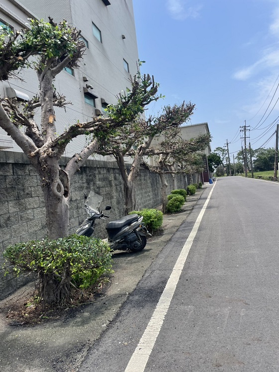 新屋區樹木修剪