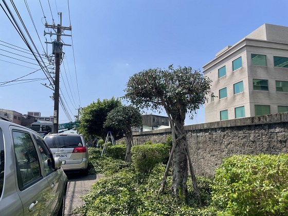 新屋區樹木修剪