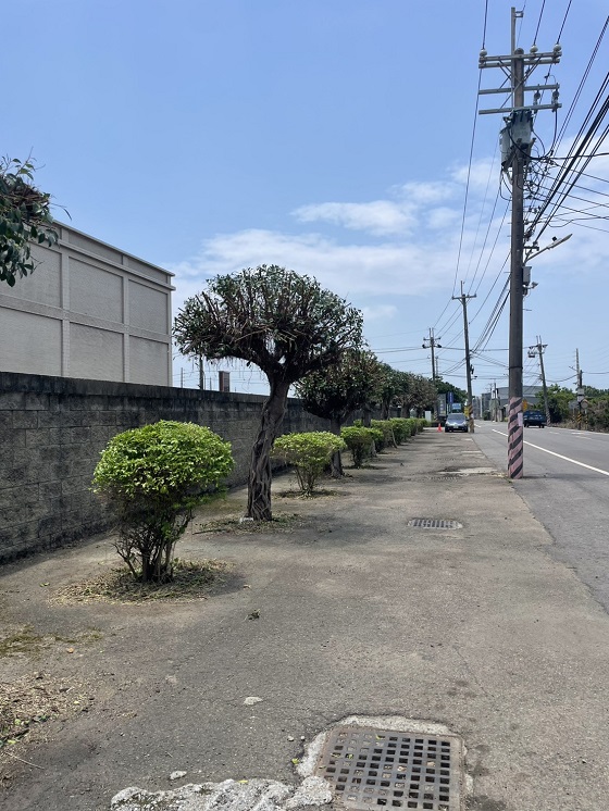 新屋區樹木修剪