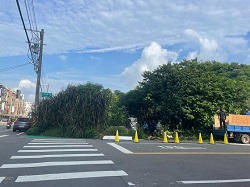 觀音區樹木移除