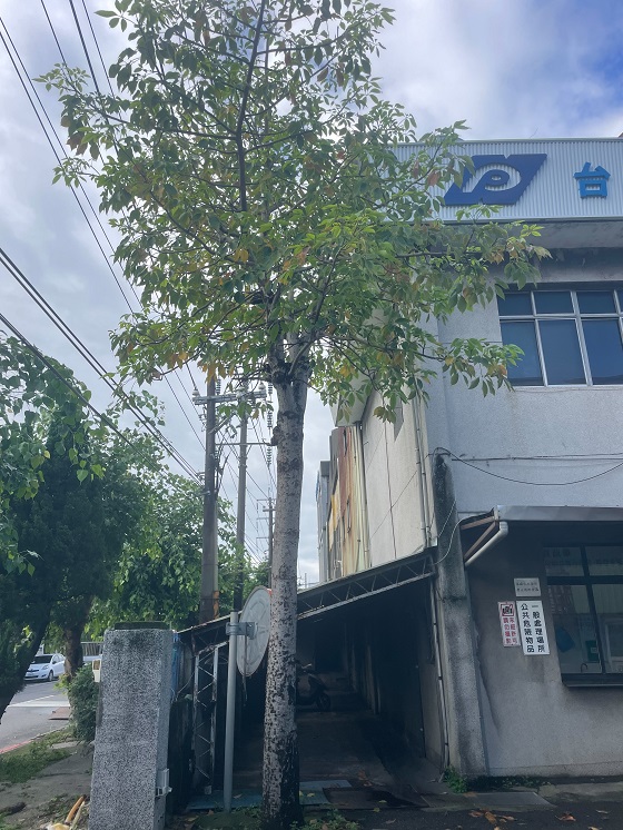 中壢區樹木修剪