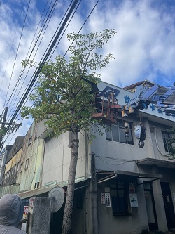 觀音區樹木移除