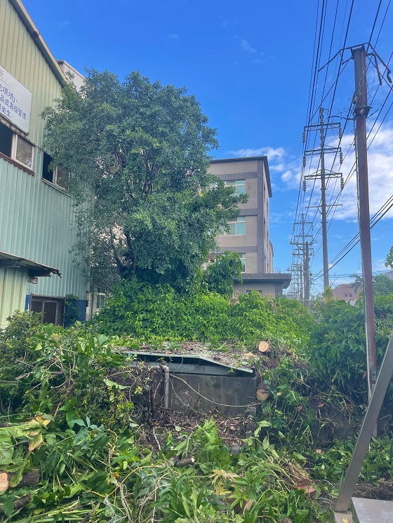 中壢區樹木修剪