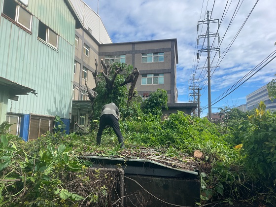 中壢區樹木修剪