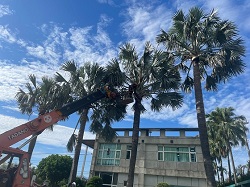 桃園割草