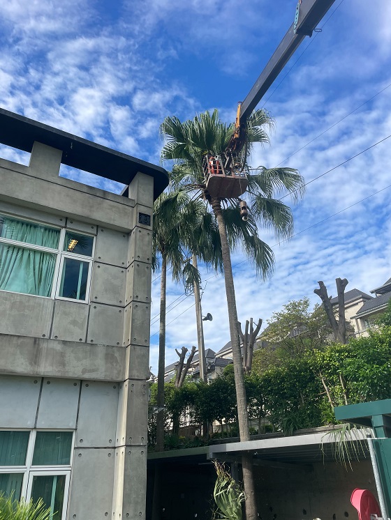 平鎮區樹木修剪環境整理