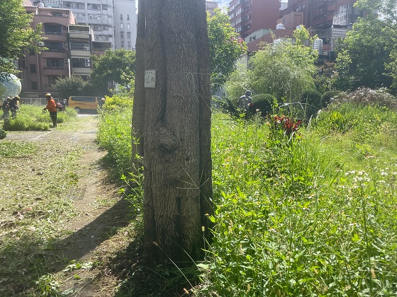 桃園割草