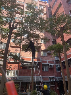 平鎮區樹木修剪