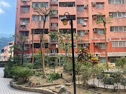 平鎮區樹木修剪環境整理