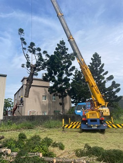 觀音區樹木修剪