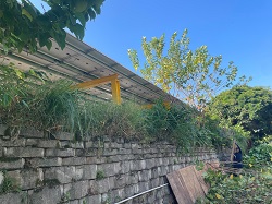 鶯歌區樹木修剪