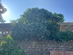 鶯歌區樹木修剪